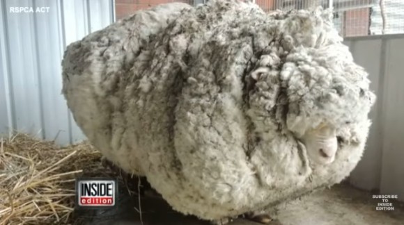 【R.I.P】もふもふ羊のクリス。ギネス世界記録に認定された「世界で最も毛が多い」羊が天命を全うしこの世を去る（オーストラリア）