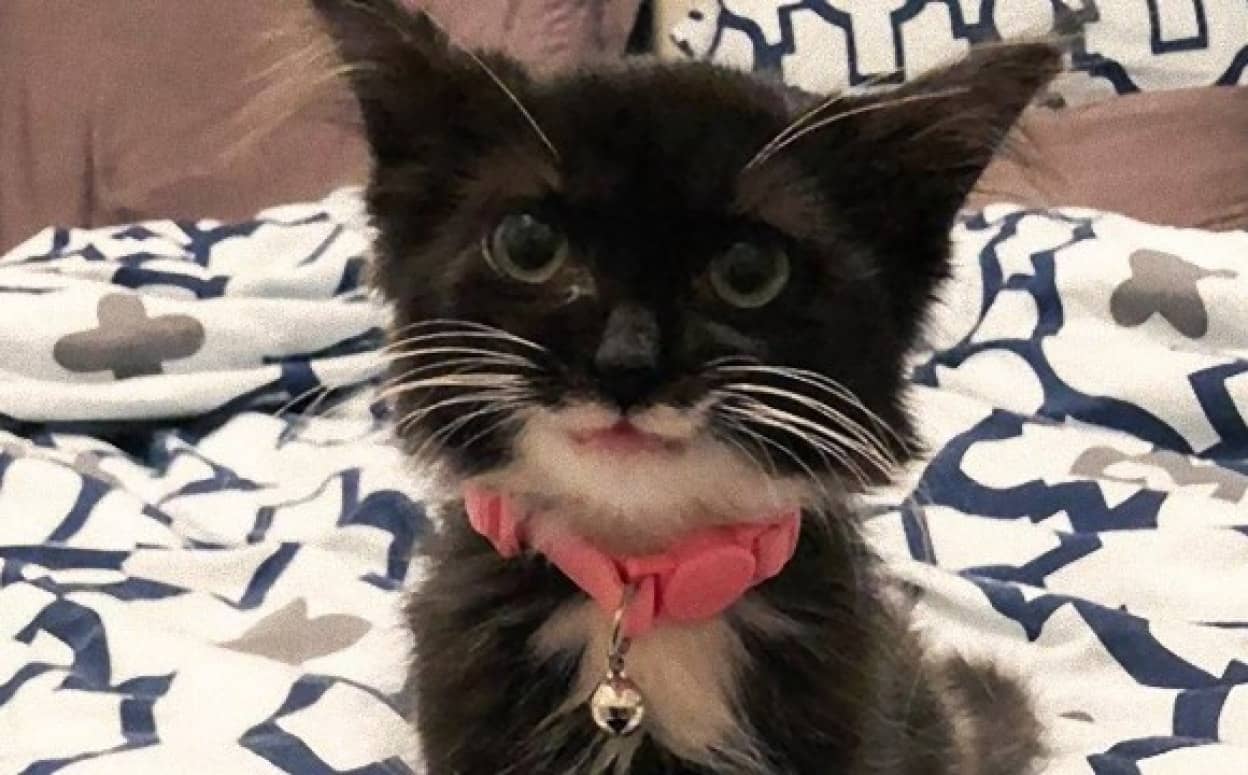 口角がきゅんっと上がって極上のキャットスマイル 笑顔が魅力の保護猫 チューリップ の物語 カナダ カラパイア 口角がきゅんっと上がって極上のキャットスマイル 笑顔が魅力の保護猫 チューリップ の物語 カナダ カラパイア