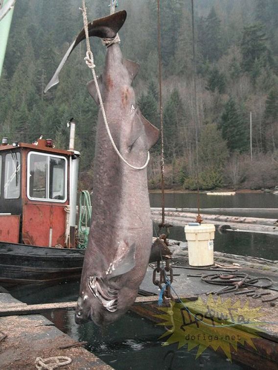 カナダの川で体長4 3メートル 体重400キロ級の巨大魚が捕獲される カラパイア