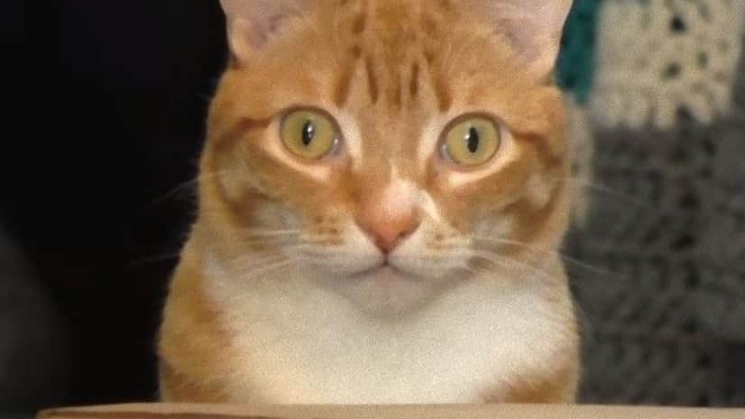 たまには下僕も猫の愛を感じたい カリスマ猫下僕のクリスさんも 愛猫の前で死んだふりをしていた カラパイア