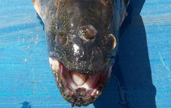 アルゼンチンの貯水池で3つ目の牙魚 タライーラ が釣り上げられる カラパイア アルゼンチンの貯水池で3つ目の牙魚 タライーラ が釣り上げられる カラパイア