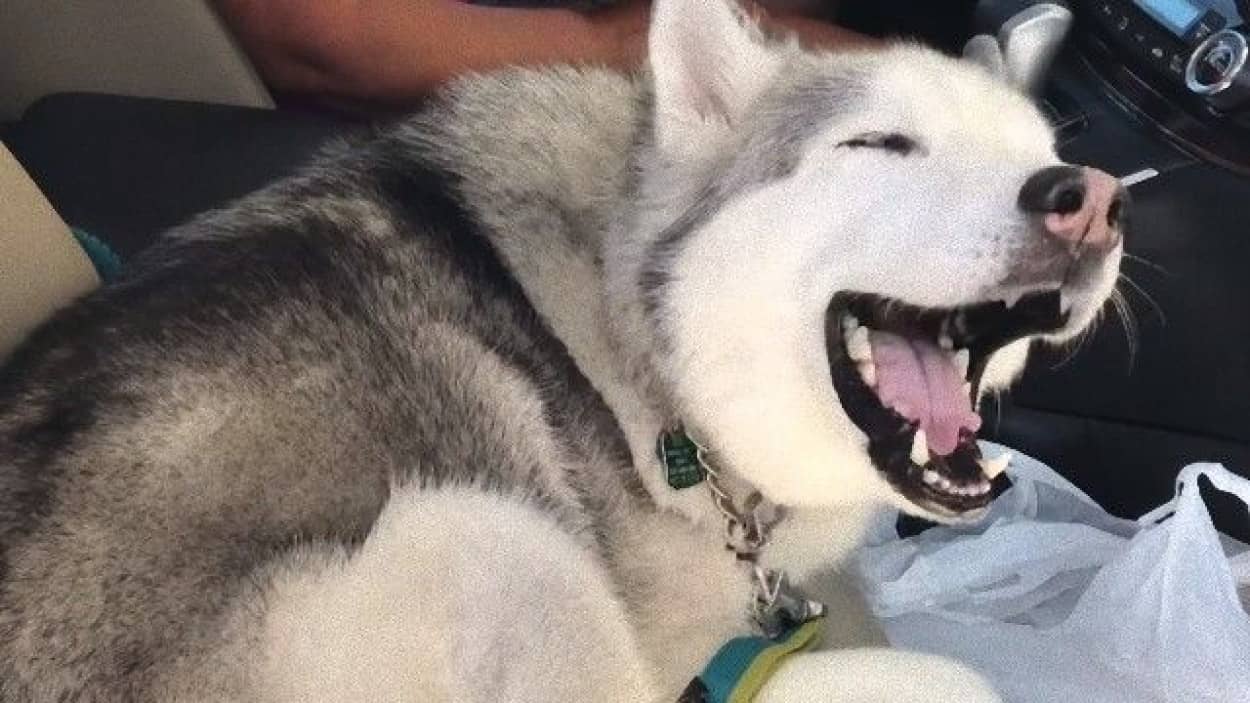 あのハスキーがまたやった 自動車の助手席から降りたくないゼウスさんのダダこね カラパイア