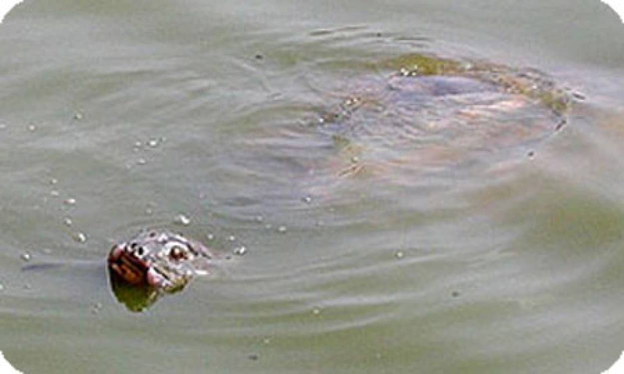 伝説のuma 巨大生物は絶滅したはずのカメだった カラパイア 伝説のuma 巨大生物は絶滅したはずのカメだった カラパイア