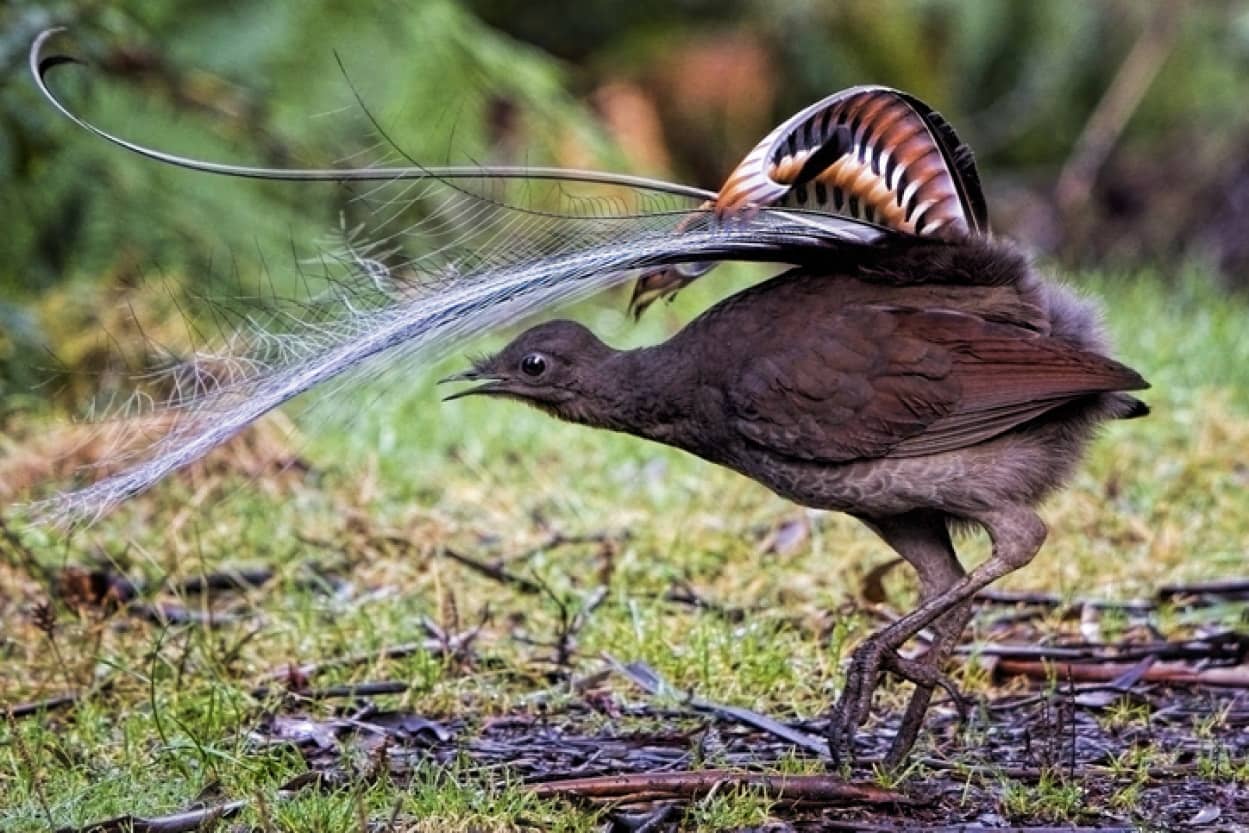 究極の音真似で完コピする鳥、コトドリ