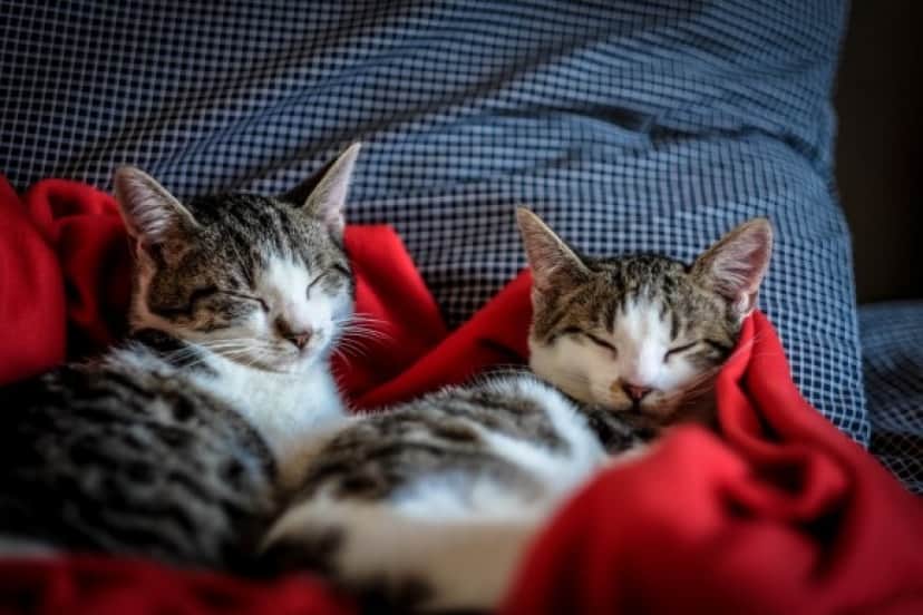 なぜ猫は飼い主のベッドに入ってくるのか そこには猫なりの愛があった ニャンコハック カラパイア なぜ猫は飼い主のベッドに入ってくるのか そこには猫なりの愛があった ニャンコハック カラパイア