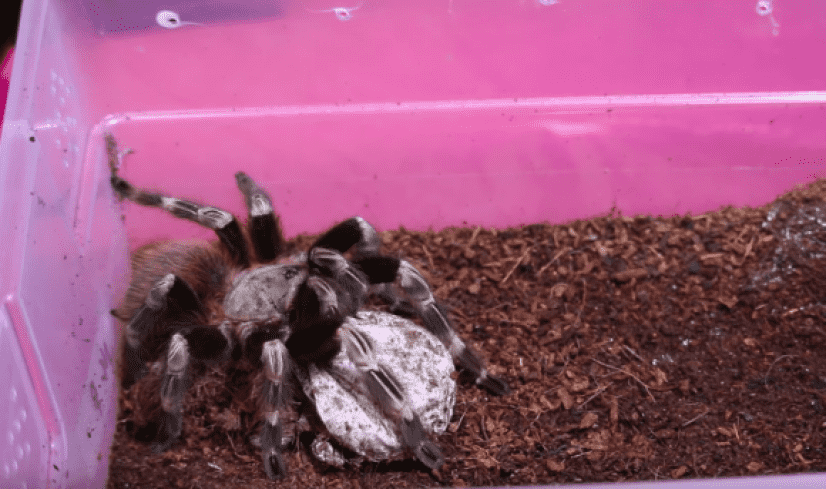 spider2