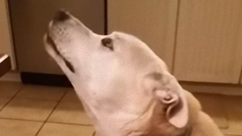 一家の団らん時 突然のわんわんお ご主人に言いたいことがある犬 カラパイア
