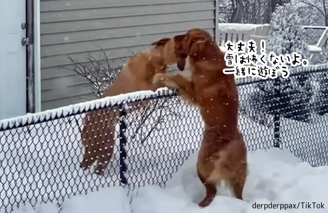雪が怖くて外に出られなかった犬、親友に勇気をもらい恐怖を克服