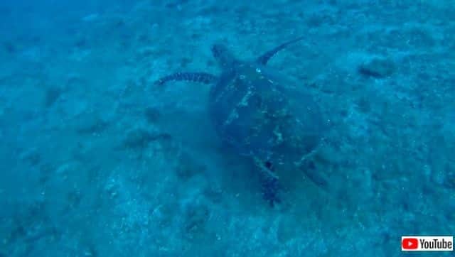 お願い コレ取ってくれませんか とダイバーに頼みに来たウミガメ カラパイア お願い コレ取ってくれませんか とダイバーに頼みに来たウミガメ カラパイア