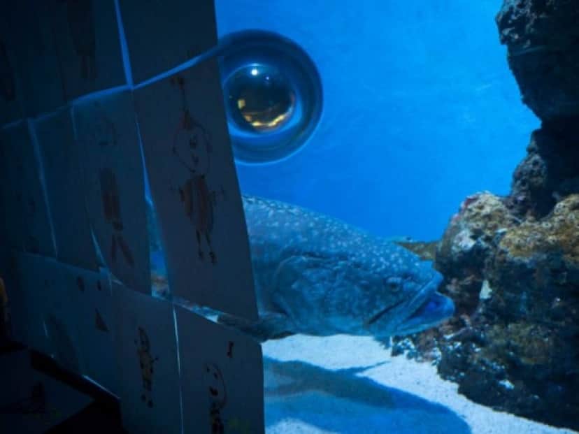 fish4_e