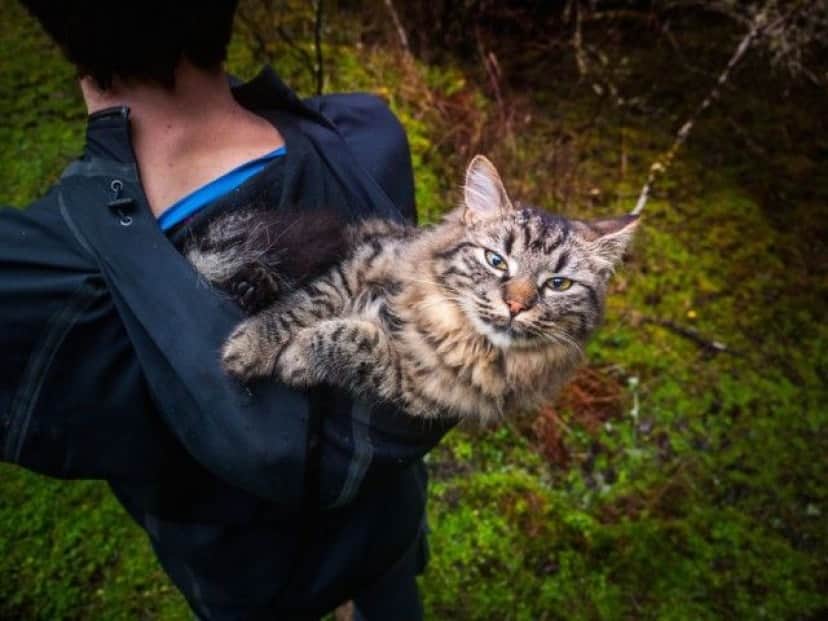 these-kittens-were-abandonus-5__880_e