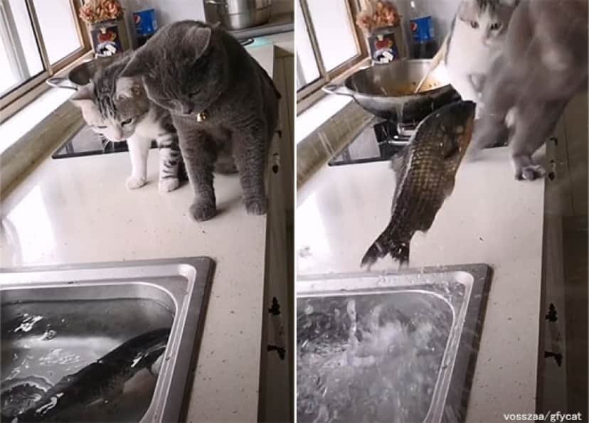 猫2匹 vs 魚1匹、その結末は？ : カラパイア