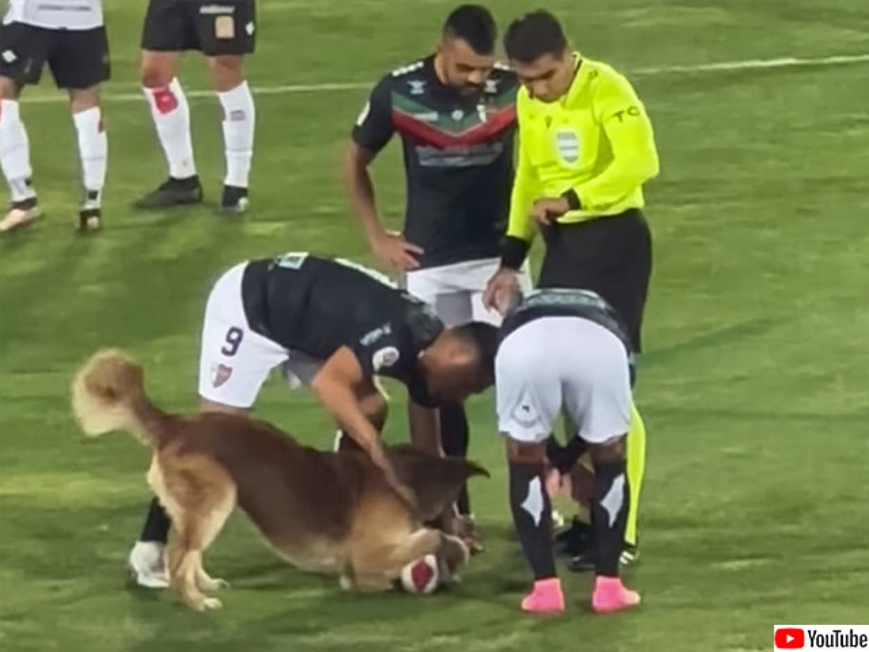サッカーの試合に乱入した犬、ボールをロックオン
