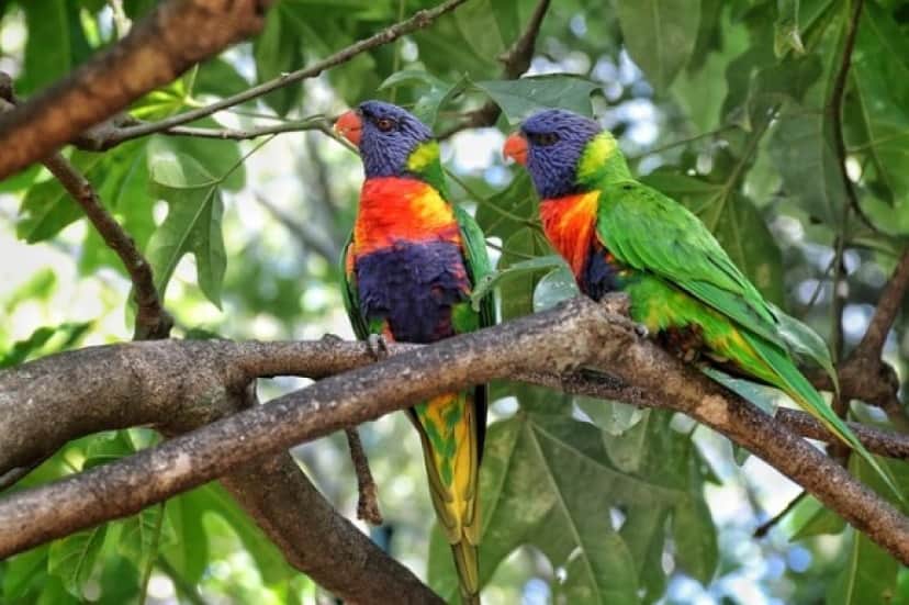 coconut-lorikeet-4175046_640_e