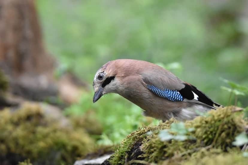 jay-bird-5525664_640