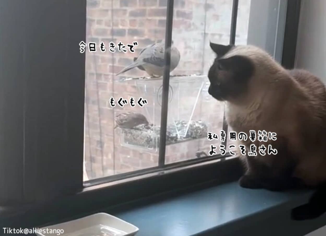 自分専用の鳥の餌台を持っている猫、毎日バードウォッチングするのが大好き