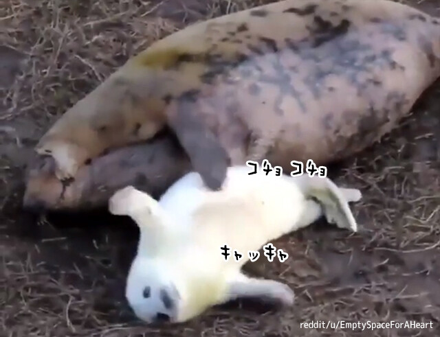 アザラシのお母さんが子供のお腹をくすぐってあやす、やさしい世界