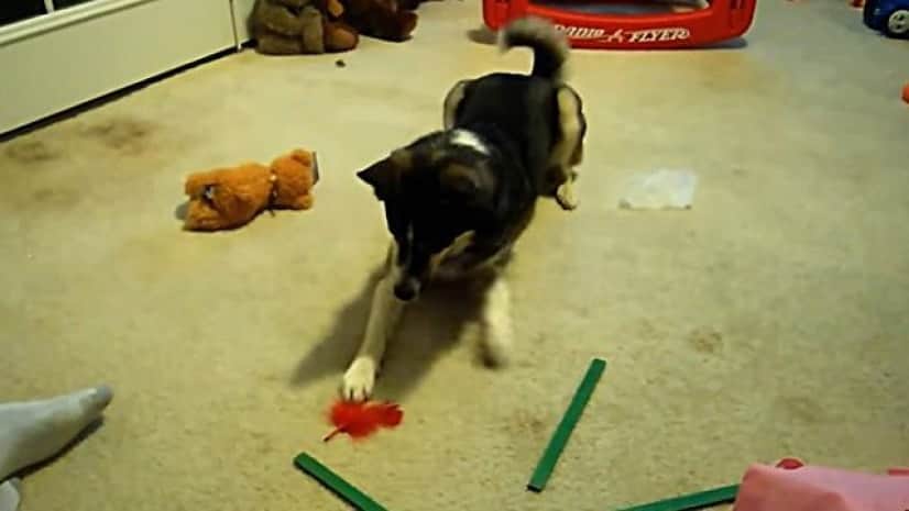 コレっていったい何物なんだ 怖いよ怖い ふわふわりんと舞う羽根が怖い犬総集編 カラパイア コレっていったい何物なんだ 怖いよ怖い ふわふわりんと舞う羽根が怖い犬総集編 カラパイア