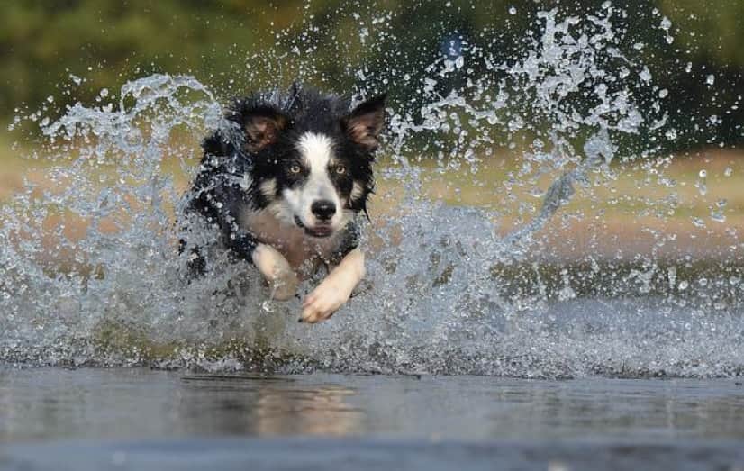 border-collie-667488_640