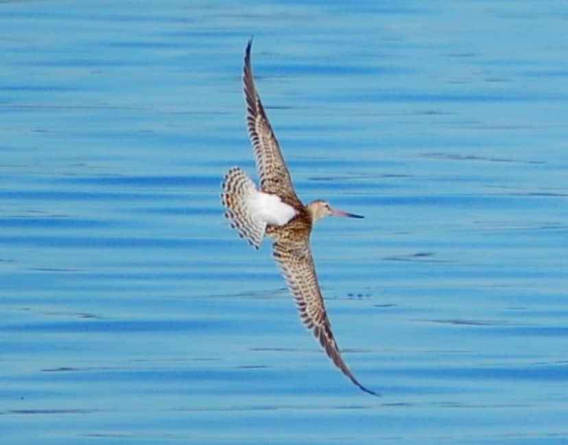 Limosa_lapponica_rg_e