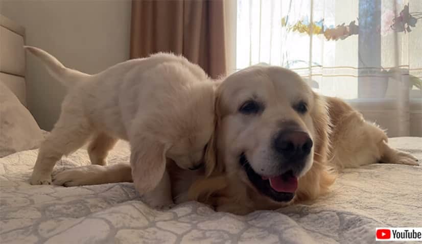 ただただかわいい セロトニン流出動画 ゴールデンレトリバーの小さい子はかまってもらいたい カラパイア