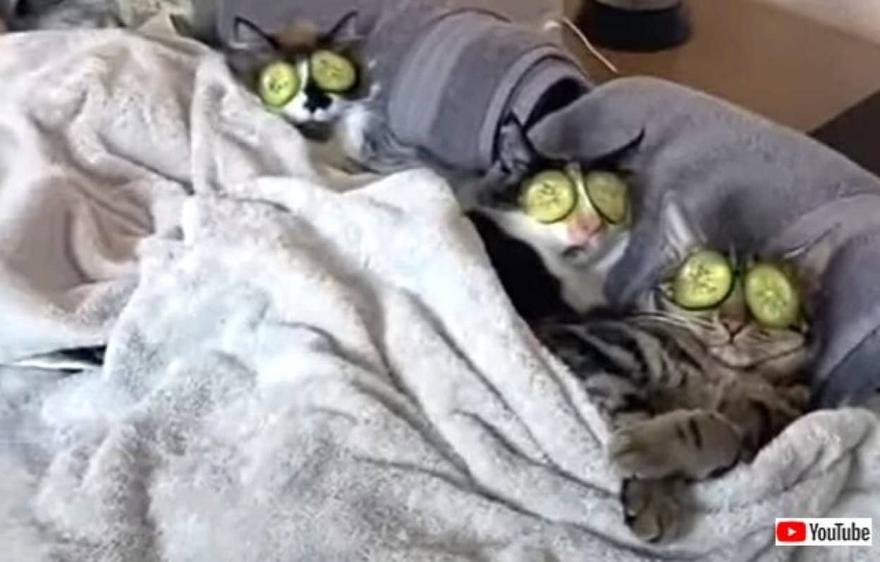 猫だって癒されたいニャん 愛猫といっしょにエステタイムを満喫してみた結果 カラパイア 猫だって癒されたいニャん 愛猫といっしょにエステタイムを満喫してみた結果 カラパイア