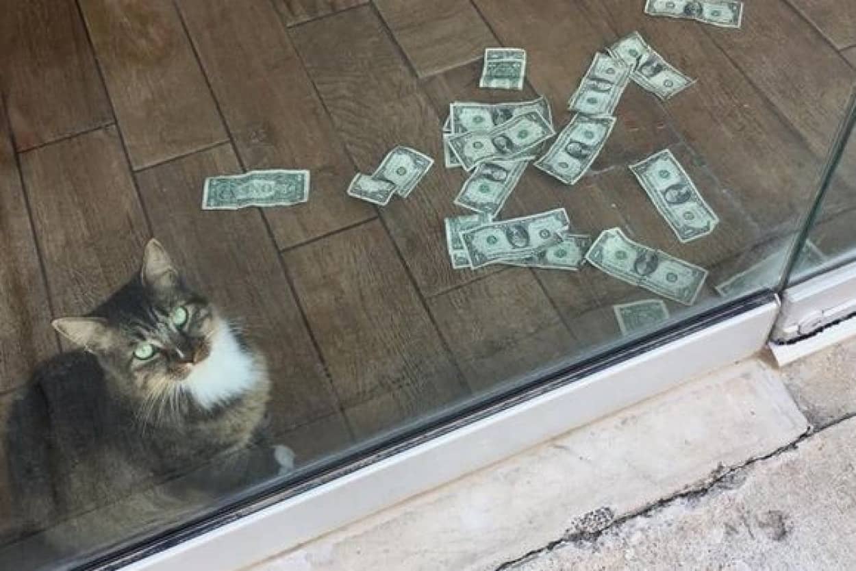 趣味は現金強奪 紙幣専門な でもそのお金を社会に還元する義賊めいたところもあるオフィス飼いの猫 アメリカ カラパイア