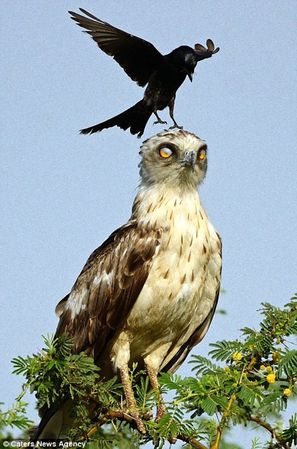 例え相手が格上でも 恐れず 怯まず 退かず カラスがワシの頭上で真向勝負を挑む インド カラパイア
