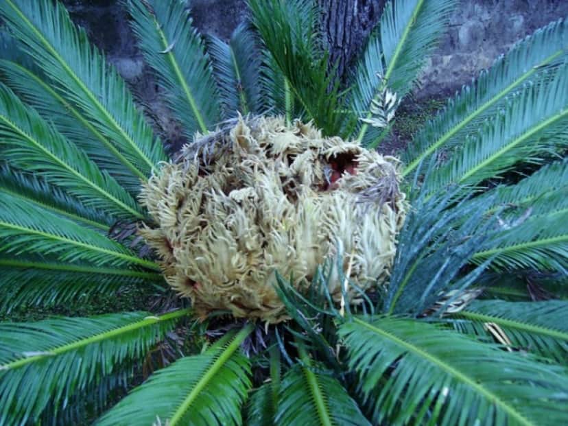 種子植物