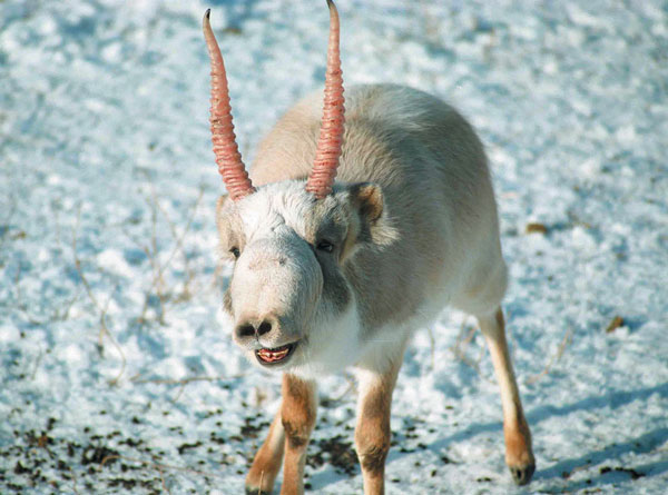 絶滅危惧種「サイガ」約2000頭が謎の死を遂げる。毒殺の可能性(カザフスタン) : カラパイア