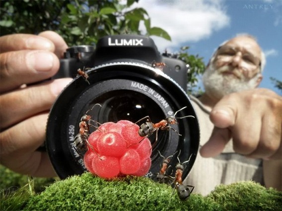 ants_28
