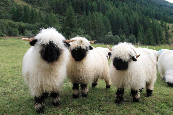 ガングロなのに超かわいい 白いボディーに黒い顔の羊たち ヴァレー ブラックノーズ カラパイア
