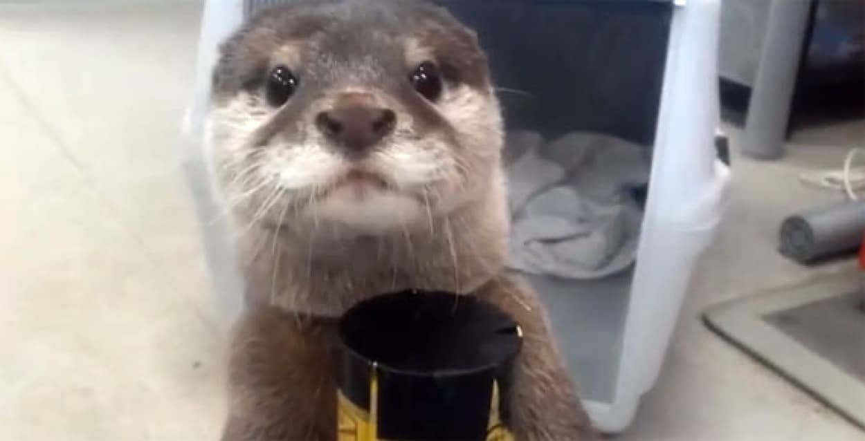 自動販売機でジュースを買うと 全力支援してくれるカワウソのピースくん カラパイア