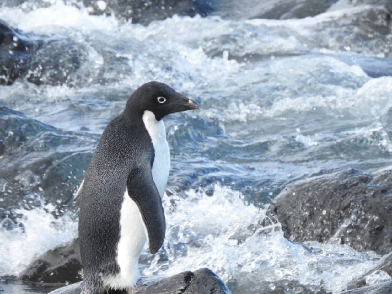 南極を離れて3000キロ。アデリーペンギンがひとりぼっちでニュージーランドで迷子になっていた