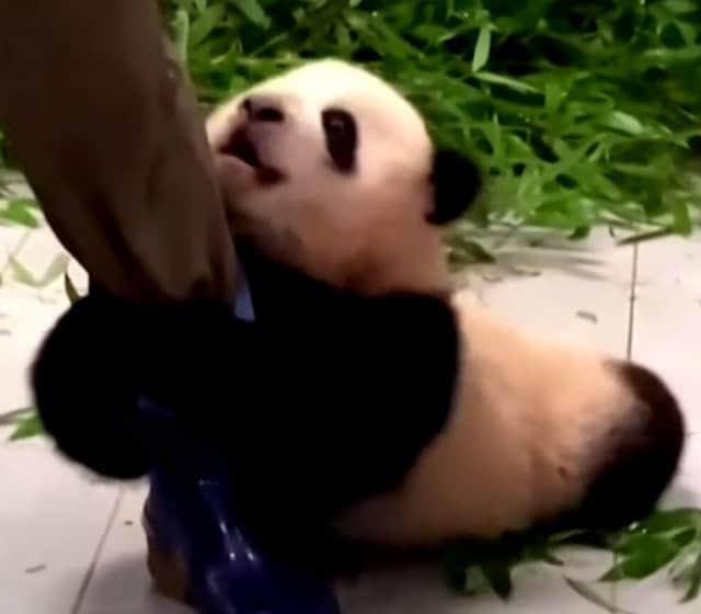 ひっつき虫の子パンダ 飼育員の足にしがみついて離れない カラパイア ひっつき虫の子パンダ 飼育員の足にしがみついて離れない カラパイア