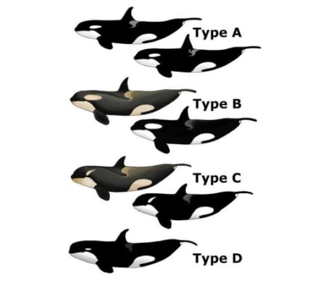 チリの沖合を泳いでいた幻のシャチの撮影に成功 新種の可能性も カラパイア チリの沖合を泳いでいた幻のシャチの撮影に成功 新種の可能性も カラパイア