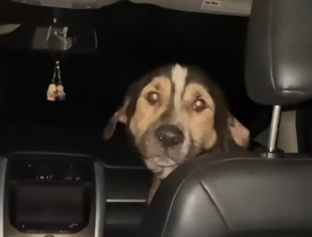 ガレージに忍び込み車の中にちょこんと座っていた野良犬、運命の出会いが人と犬を結ぶ