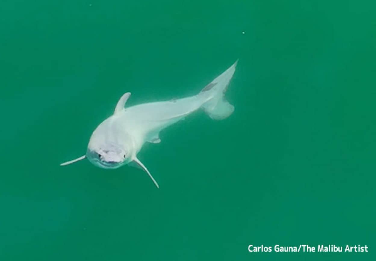 ホホジロザメの新生児が世界で初めて発見されドローン撮影