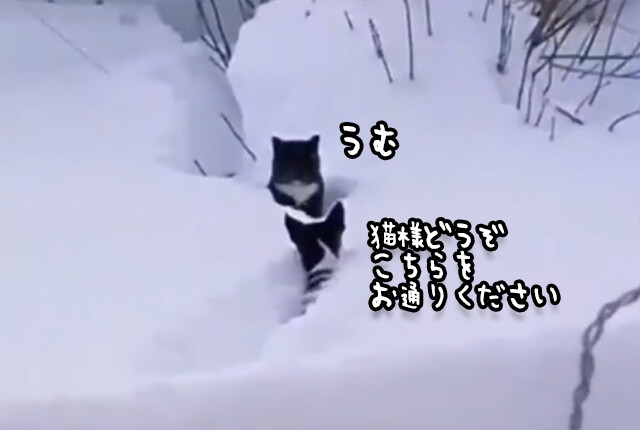 深雪の中で動けなくなった猫の為、犬が雪をかき分けて通り道を作る