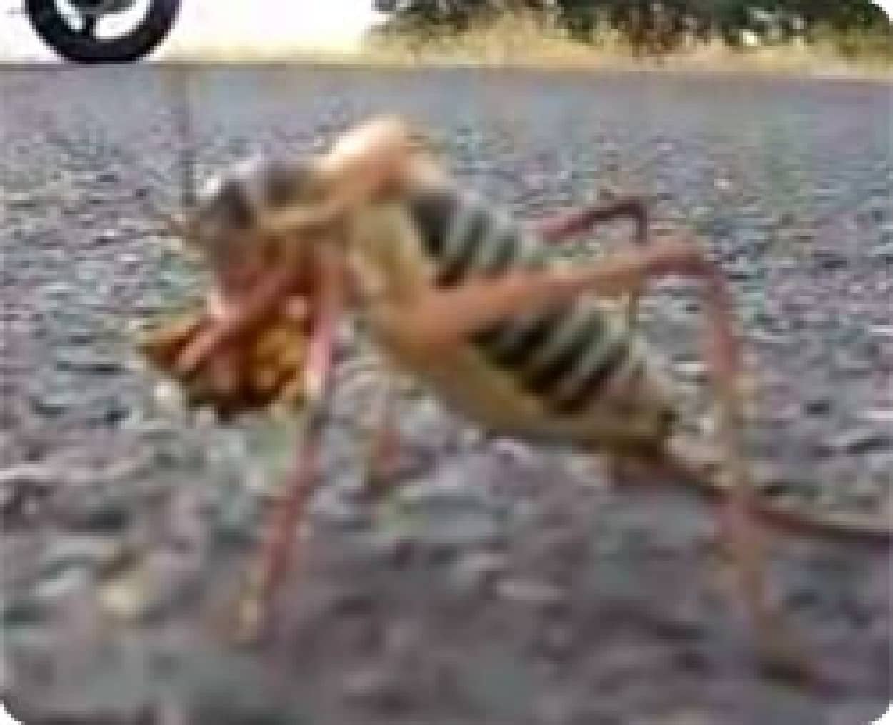 路上で共食いしていたこの虫の正体はいったい 動画 カラパイア