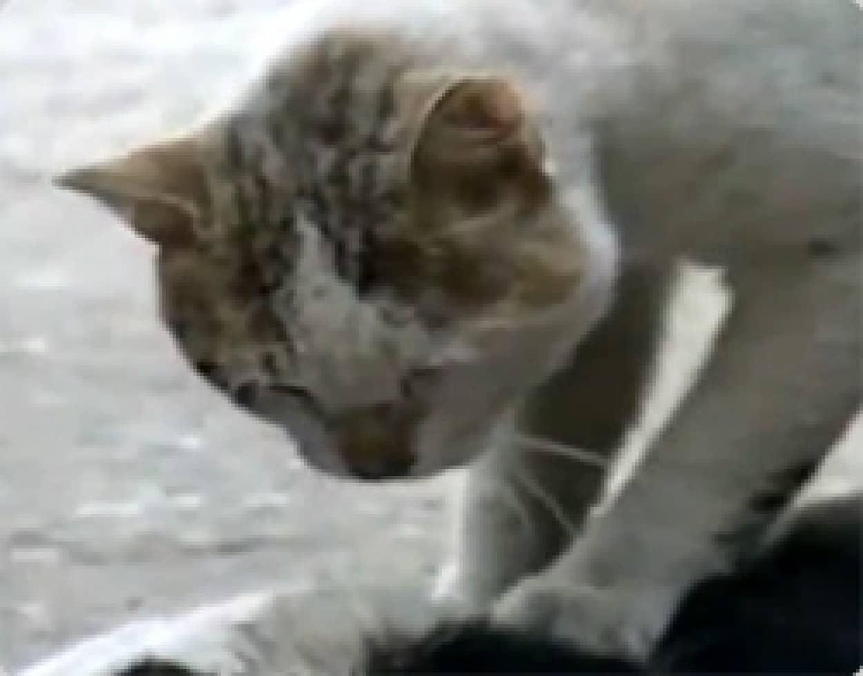 車にひかれたガールフレンドの猫を必死にマッサージする猫 カラパイア 車にひかれたガールフレンドの猫を必死にマッサージする猫 カラパイア