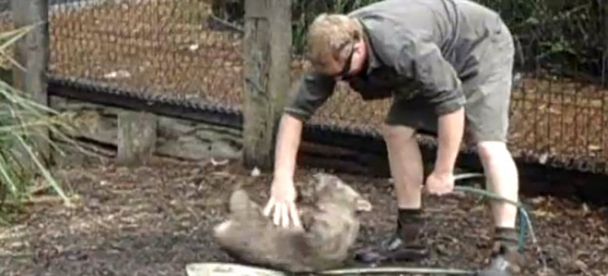 踏まれても蹴られても 作業中の飼育員さんにどうしてもかまってほしかったウォンバットの本気 カラパイア 踏まれても蹴られても 作業中の飼育員さんにどうしてもかまってほしかったウォンバットの本気 カラパイア