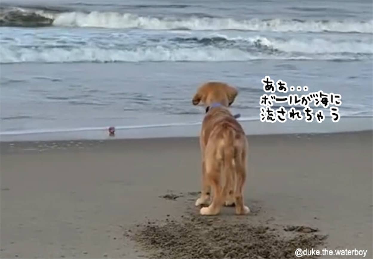 弟分の犬のために海のボールを取ってくる犬