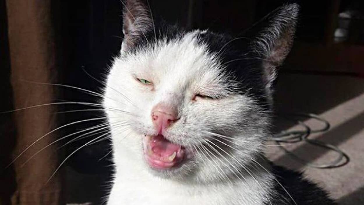 魂が抜かれた瞬間てこんなん 猫たちのクシャミ寸前の変顔をまとめてお届け カラパイア