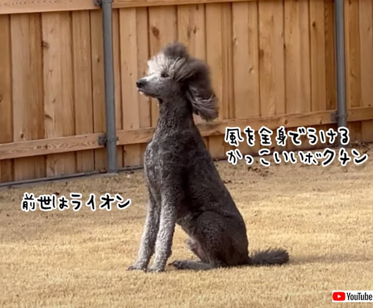 風を受け堂々とポーズを決める犬