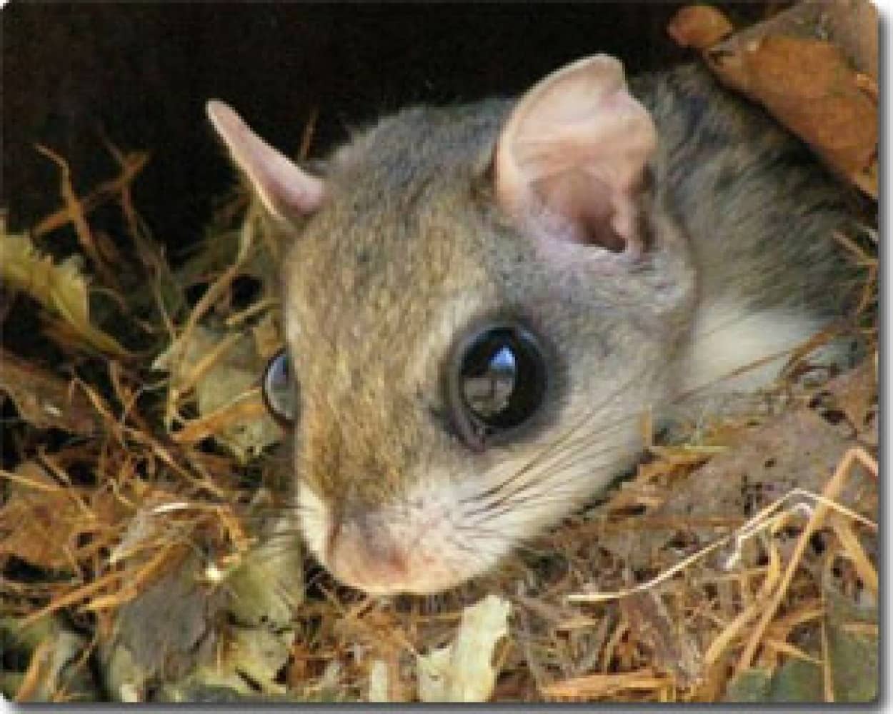 動物たちは見た どんぐりまなこの動物たち カラパイア