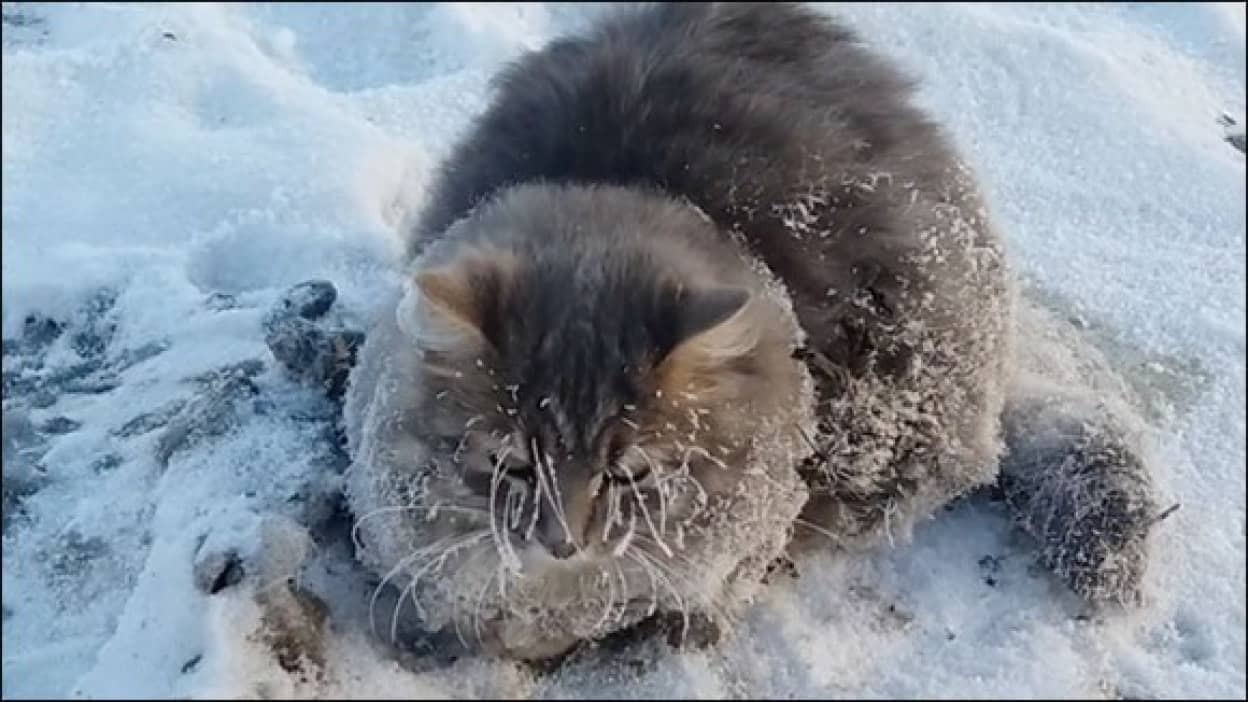 氷点下35度 あまりの寒さに凍りついてしまった猫の救出物語 最後はハッピーエンドが待っていた ロシア カラパイア