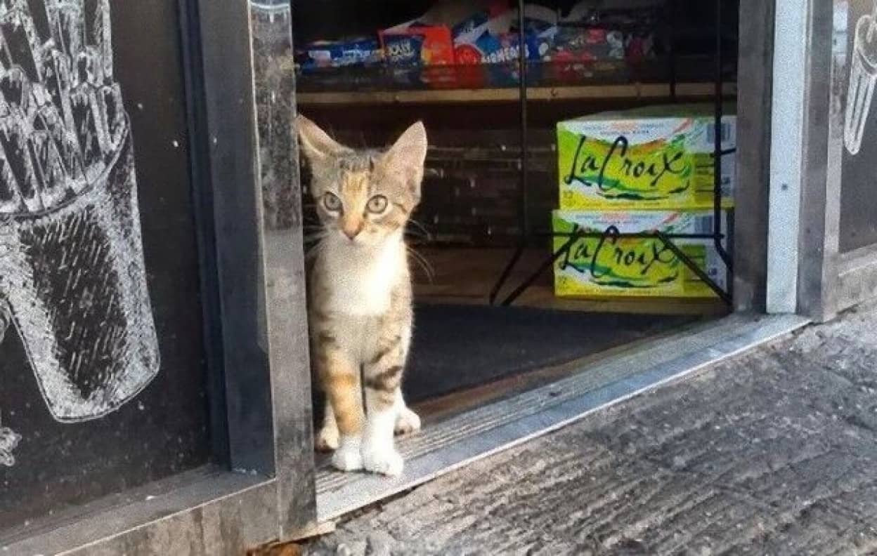 bodegacats0_e