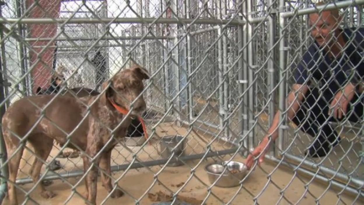 アメリカには刑務所内に受刑者たちが運営する動物保護施設がある ペン パルズ動物保護施設 カラパイア