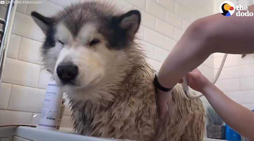 お風呂嫌いのアラスカンマラミュート 猫や赤子を巻き込んでの一大騒動を巻き起こす カラパイア お風呂嫌いのアラスカンマラミュート 猫や赤子を巻き込んでの一大騒動を巻き起こす カラパイア